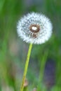 Fluffy dandelion flower with ripe seeds in a green grass field as background on summer sunny day closeup Royalty Free Stock Photo