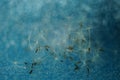 Fluffy dandelion flower seeds on blue shiny tabble