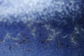 Fluffy dandelion flower seeds on dark blue shiny tabble. Cryocosmetology