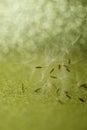 Fluffy dandelion flower seeds on golden shiny tabble