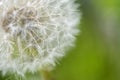 Fluffy dandelion flower at soft green background