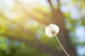 Fluffy dandelion flower with sunlight in summer. Royalty Free Stock Photo
