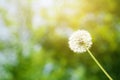 Fluffy dandelion flower with sunlight in summer. Royalty Free Stock Photo