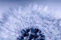 Fluffy dandelion flower head, macro