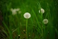 Fluffy dandelion flowers grow in tall green grass Royalty Free Stock Photo