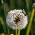 Fluffy dandelion fluff and dew drops, blurred details, close up Royalty Free Stock Photo