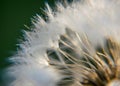 Fluffy dandelion fluff and dew drops, blurred details, close up Royalty Free Stock Photo