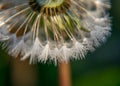 Fluffy dandelion fluff and dew drops, blurred details, close up Royalty Free Stock Photo