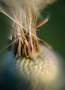 Fluffy dandelion fluff and dew drops, blurred details, close up Royalty Free Stock Photo