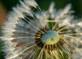 Fluffy dandelion fluff and dew drops, blurred details, close up Royalty Free Stock Photo