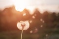 Fluffy dandelion glow in the rays of sunlight at sunset in the field Royalty Free Stock Photo