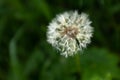 A fluffy dandelion on a green city lawn. A large single dandelion on the bon, closeup in grass. Flower background for Royalty Free Stock Photo