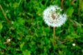A fluffy dandelion on a green city lawn. A large single dandelion on the bon, closeup in grass. Flower background for Royalty Free Stock Photo