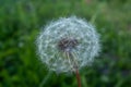 A fluffy dandelion on a green city lawn. A large single dandelion on the bon, closeup in grass. Flower background for Royalty Free Stock Photo