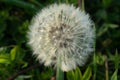 A fluffy dandelion on a green city lawn. A large single dandelion on the bon, close-up in grass. Side view of dandelion Royalty Free Stock Photo