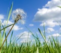 Fluffy dandelion on a green field against a blue sky. Summer time Royalty Free Stock Photo