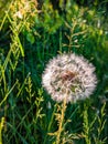 Fluffy dandelion in the green grass on a sunny morning in the forest Royalty Free Stock Photo