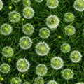 Fluffy Dandelion on a Green Meadow, Soft White Balls Royalty Free Stock Photo