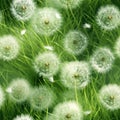 Fluffy Dandelion on a Green Meadow, Soft White Balls Royalty Free Stock Photo