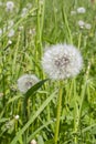 Fluffy dandelion head, ripe seeds on a long stem on the nature of green grass. The ripened dandelion flower is a white airy light Royalty Free Stock Photo