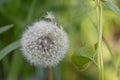 Fluffy dandelion head with seeds. Spring dandelions with green leaves. Dandelion seeds on a soft blurred background in spring. Sel Royalty Free Stock Photo