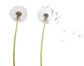 Fluffy dandelion head on stalk and flying seeds isolated on white background