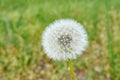 Round fluffy dandelion in the meadow.