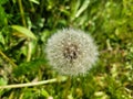 Fluffy Dandelion in May Royalty Free Stock Photo