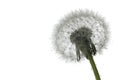 Fluffy dandelion puff and dew drops Royalty Free Stock Photo