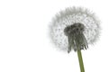 Fluffy dandelion puff isolated Royalty Free Stock Photo