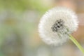 Fluffy dandelion puff isolated 2 Royalty Free Stock Photo