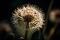 Fluffy dandelion with ripe seeds with parachute-like, structure. Beauty in nature. Spring plant. Generative AI Royalty Free Stock Photo