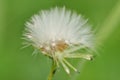 Fluffy dandelion seed ball