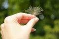 Fluffy dandelion seed in female hand outdoor Royalty Free Stock Photo