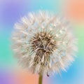 Fluffy Dandelion Seed Head on Pastel Gradient Royalty Free Stock Photo