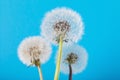 Fluffy dandelion seeds against the blue sky Royalty Free Stock Photo