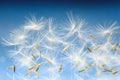 Fluffy dandelion seeds Royalty Free Stock Photo