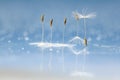 Fluffy dandelion seeds Royalty Free Stock Photo