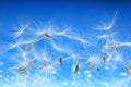 Fluffy dandelion seeds Royalty Free Stock Photo