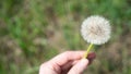 Fluffy dandelion seeds. Macro taraxacum seed head. One head of dandelions in hand on green background Royalty Free Stock Photo