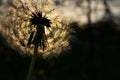 Fluffy dandelion, sheltered beetle