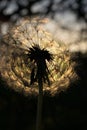 Fluffy dandelion, sheltered beetle