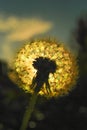 fluffy dandelion, sun rays, sky Royalty Free Stock Photo