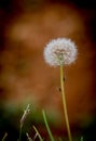 Fluffy Dandelion with two insects