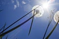 Fluffy dandelions backlit Royalty Free Stock Photo