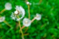 A fluffy dandelions on a blurred green background, side view. A backing with dandelion flowers for branding, calendar Royalty Free Stock Photo