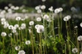 Fluffy Dandelions Flower Against Blured Green Garden Background Summer landscape.