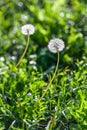 Fluffy dandelions flower with ripe seeds in a green grass field