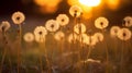 Fluffy dandelions glow in the rays of sunlight 1690444223976 6 Royalty Free Stock Photo