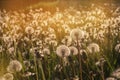 Fluffy dandelions glow in the rays of sunlight at sunset in the field Royalty Free Stock Photo